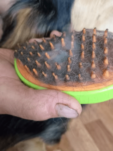 Steamy Pet Brush: Electric Spray Grooming Combo photo review