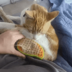 Steamy Pet Brush: Electric Spray Grooming Combo photo review