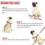 Dog Leash Set