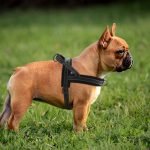 No-Pull Adjustable Dog Harness