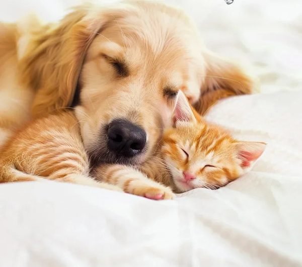 PET Pro Dog/Cat Grooming Clippers (LED Light/Display/Low-noise)