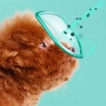 PET Eye Wipes (Cats & Dogs)