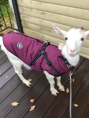 Winter Pet Waterproof - Jacket