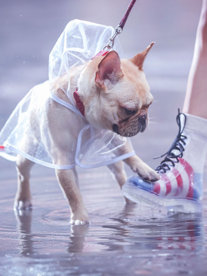 Barking Dog Raincoats