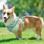 Tropical Pet Harness (S M L XL)