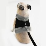 Star Cute - Pet Harness/Leash