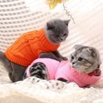 Brighten Up! - Cat Vests - Pets (XS-XXXL)